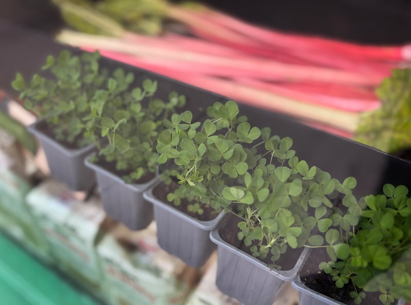Little pots of fresh shamrock for sale beside rhubarb in a Dublin City fruit and vegetable shop for St Patricks day. Photograph: Bryan O’Brien/The Irish Times 
