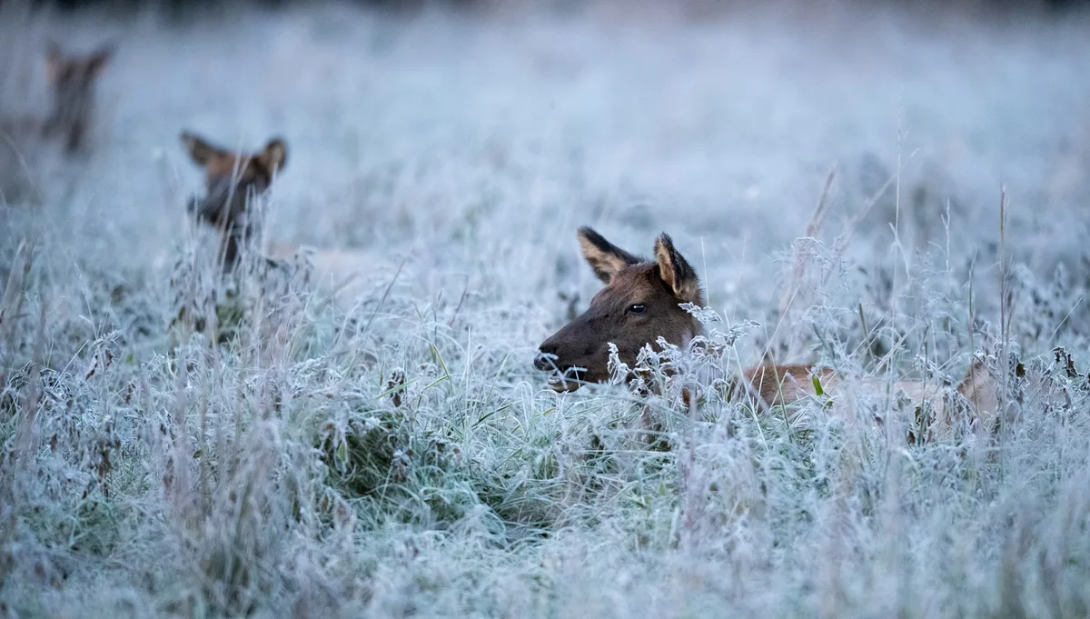 Female elk in Great Smoky Mountains