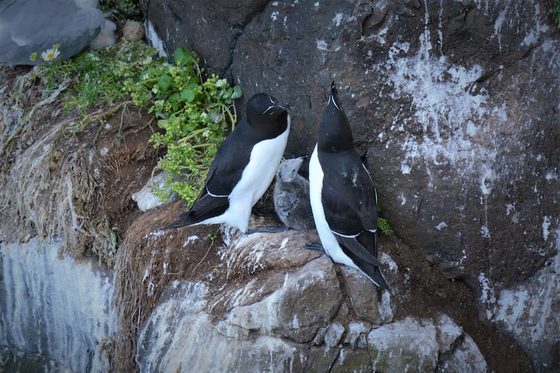 Razorbill chicks on Rathlin Island.