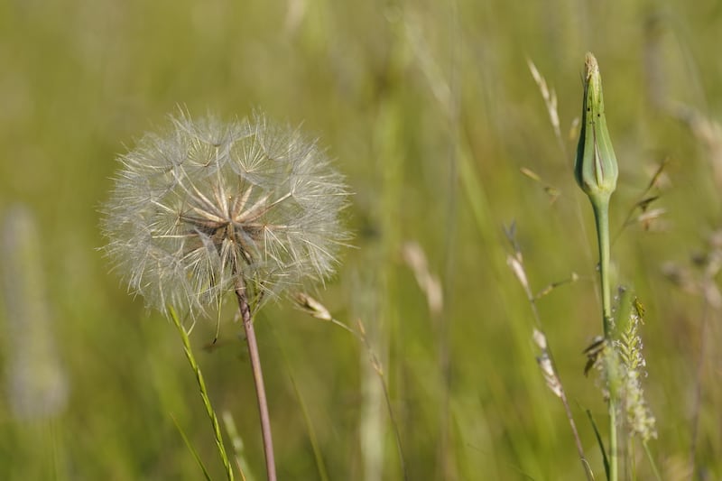 People have been warned against buying hay fever jabs online