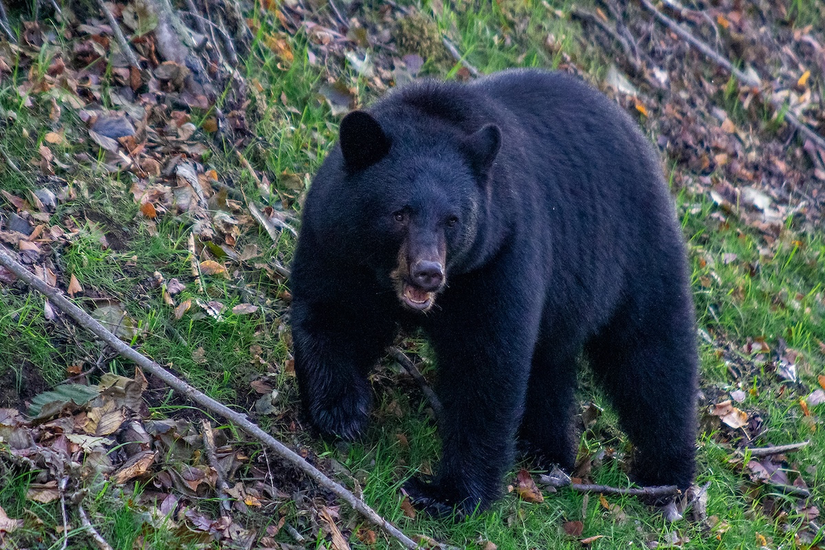 Mama Bear Injures Woman Walking Dog in Monrovia, California