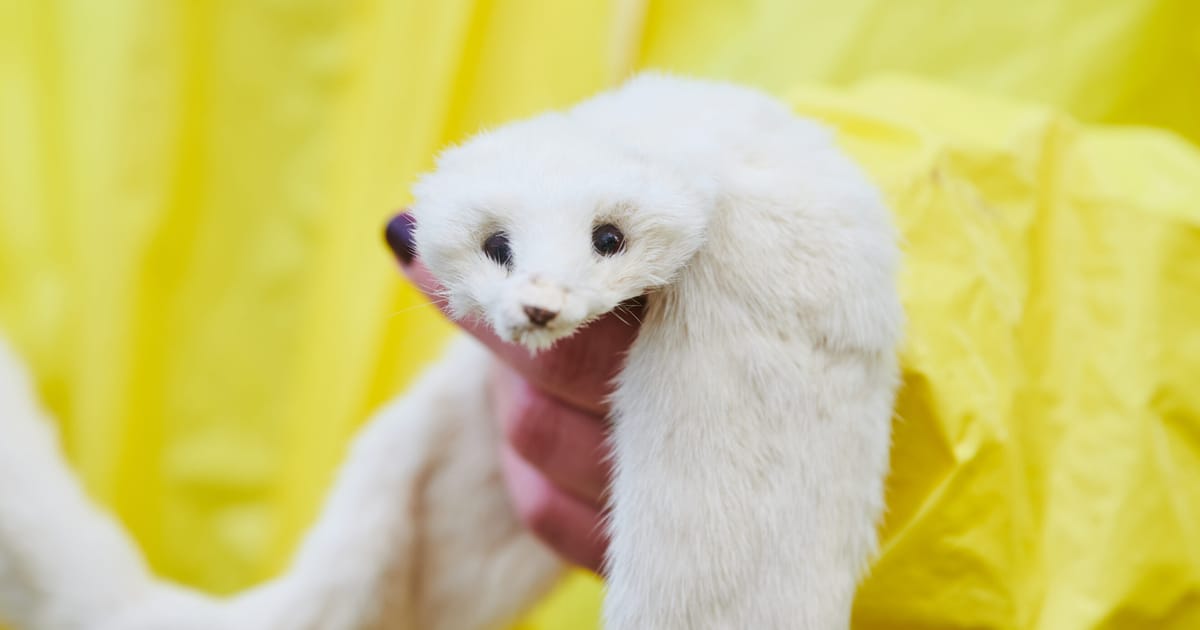 EU to reject fur-farming ban despite enormous petition – POLITICO