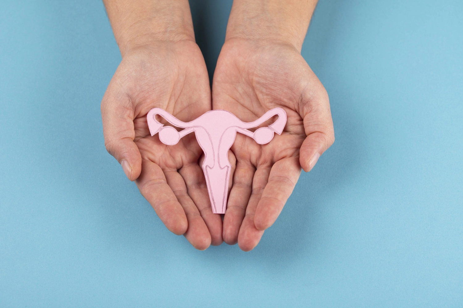 Uterus Immune System Regenerates Post-Transplant
