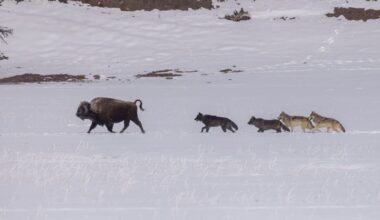 Wolves in Yellowstone