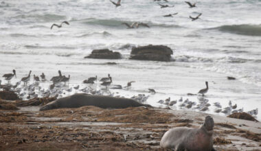 An elephant seal shares the beach with pelicans and other shorebirds at Año Nuevo State Park in Pescadero, Calif., on Dec. 20, 2018. Credit: Paul Chinn/The San Francisco Chronicle via Getty Images