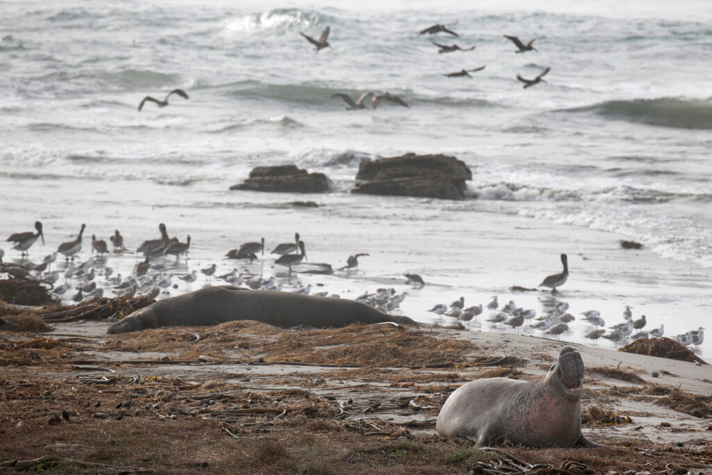 An elephant seal shares the beach with pelicans and other shorebirds at Año Nuevo State Park in Pescadero, Calif., on Dec. 20, 2018. Credit: Paul Chinn/The San Francisco Chronicle via Getty Images