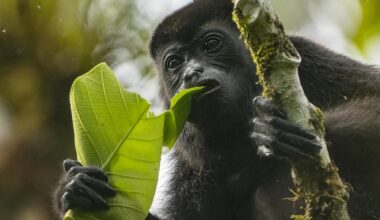 A black howler monkey eats a leaf.