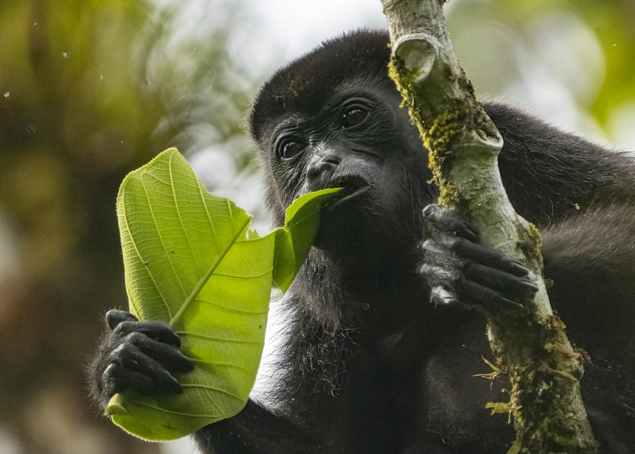 A black howler monkey eats a leaf.