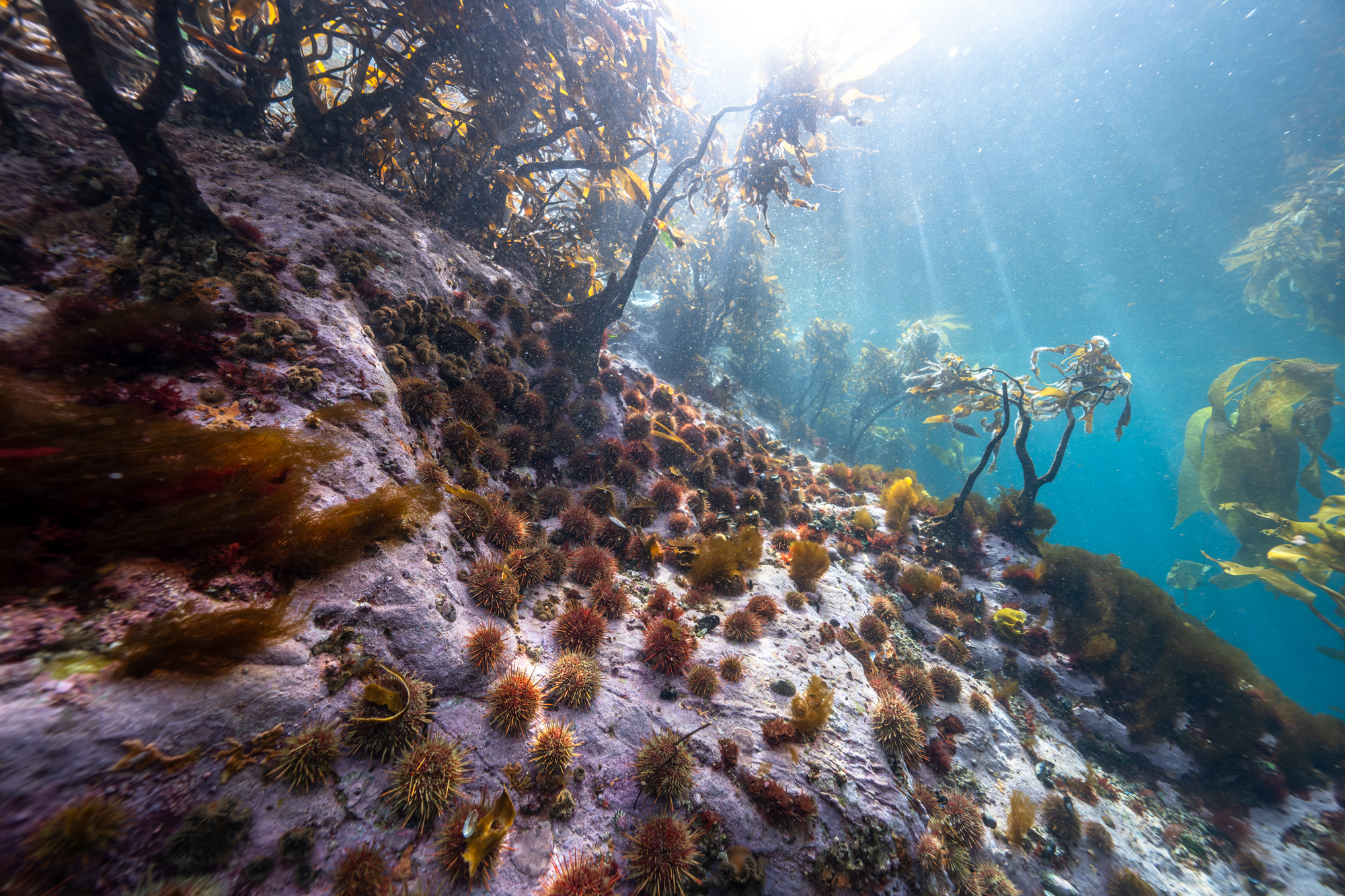 The surface of the sea dotted with various underwater life