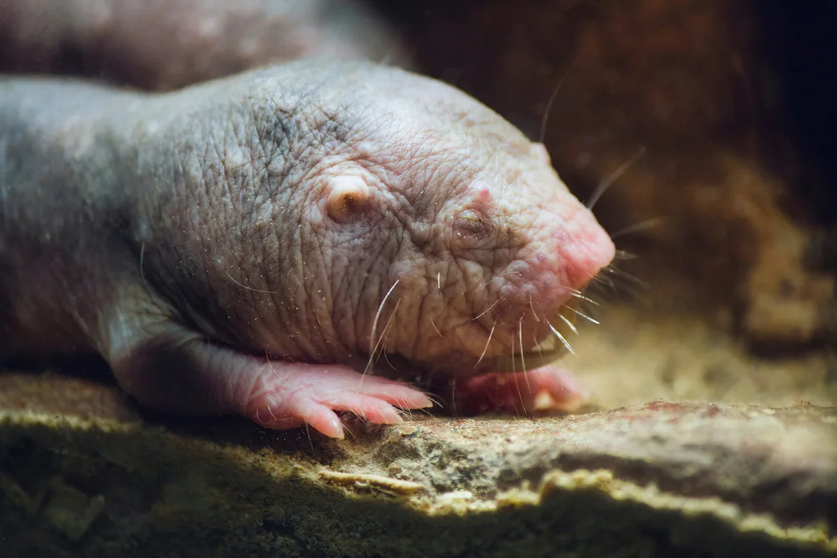 A close-up shot of a naked mole rat in an underground burrow,United States,USA