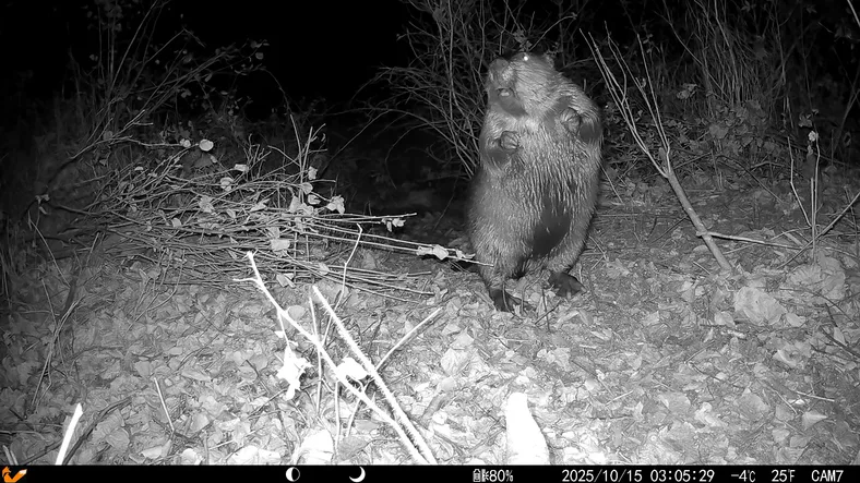 Trail camera image of a beaver
