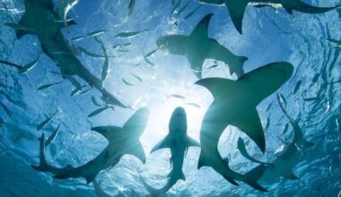 Sharks testing positive for cocaine and painkillers in the Caribbean