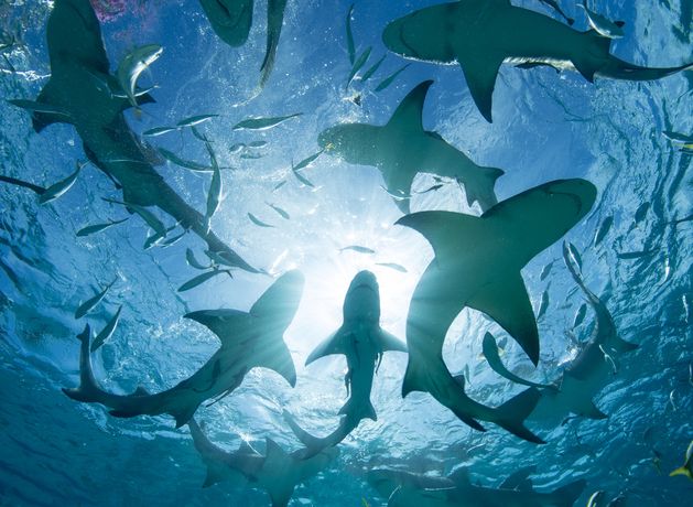 Sharks testing positive for cocaine and painkillers in the Caribbean