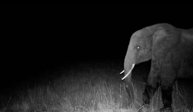 A black and white night photo shows an elephant with visible tusks walking through tall grass, illuminated by a camera flash against a dark, empty background.