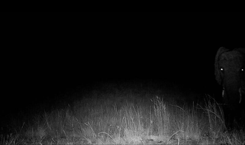 A black and white night vision photo shows an elephant partially visible on the right, with its eyes glowing. Tall grass covers the ground, and the rest of the background is dark.