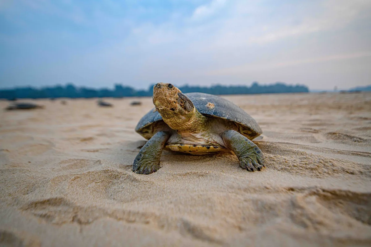 Giant South American river turtle