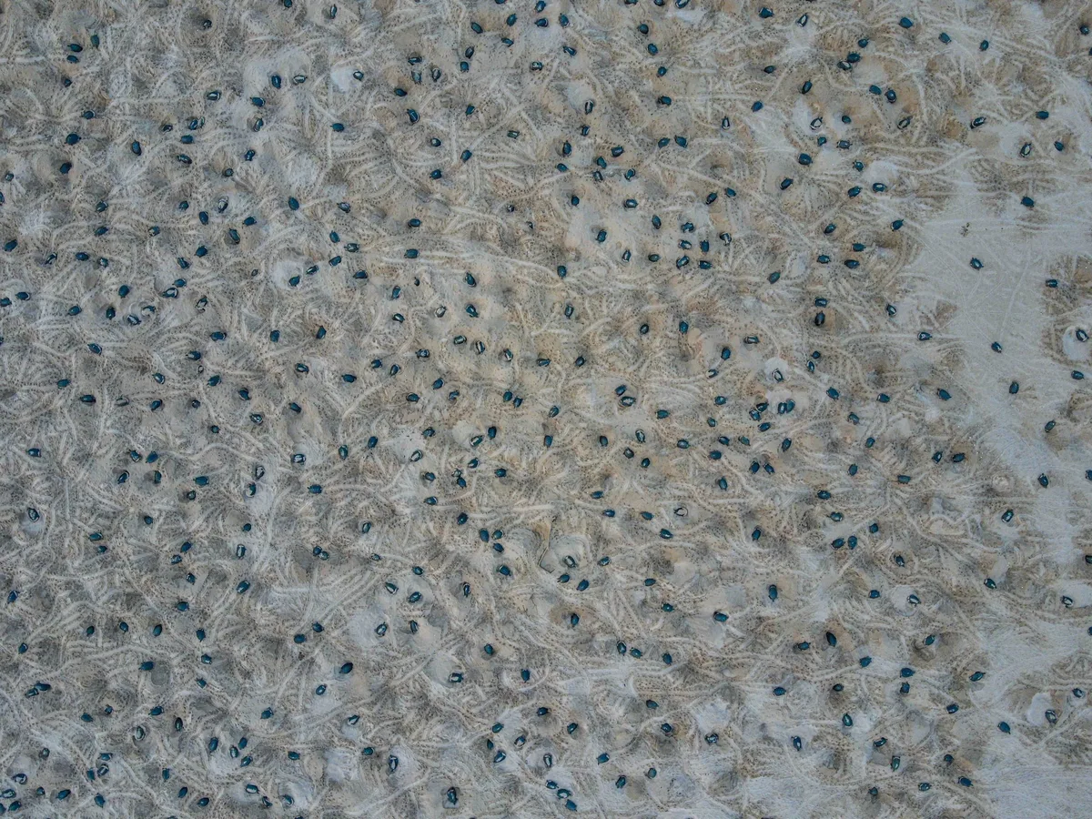 Giant South American river turtles