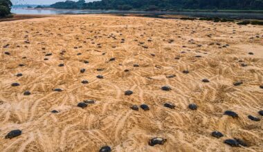 Giant South American river turtle nest site