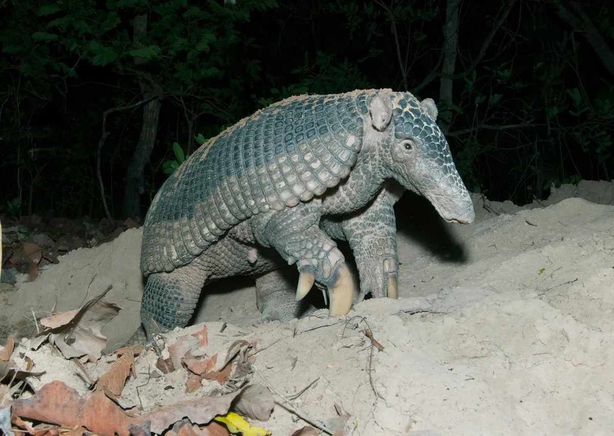 Giant armadillo