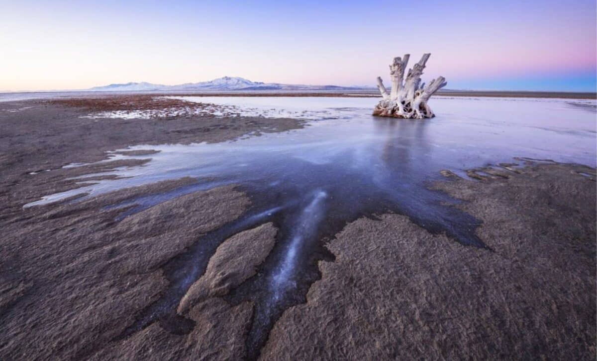 Great Salt Lake Just Revealed A New Animal