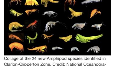 Scientists Discover 24 New Species and New Branch of Life in Area Slated for Deep Sea Mining