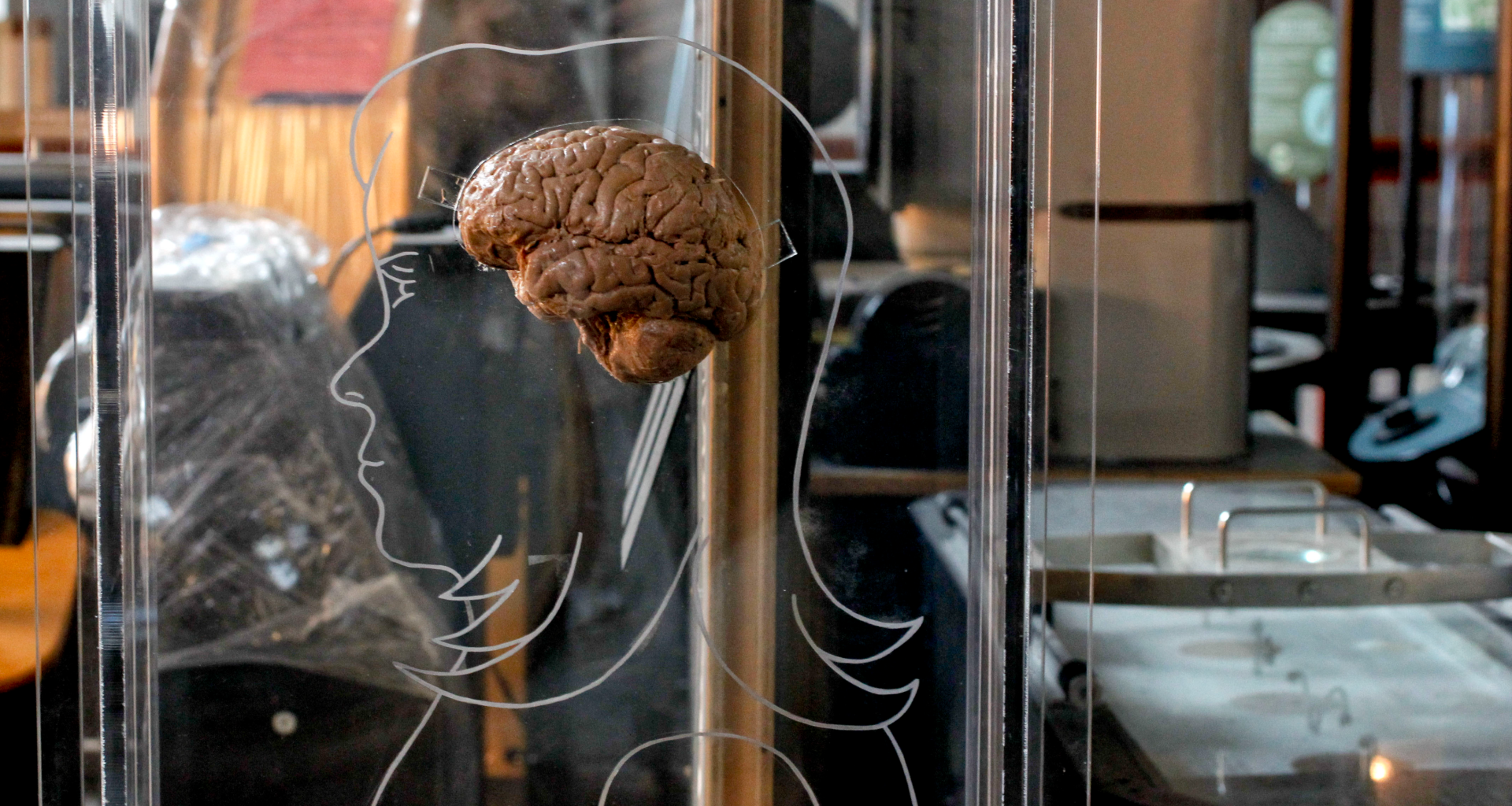 a person outline and a brain