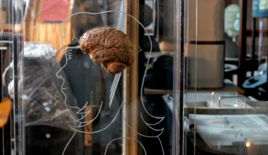 a person outline and a brain