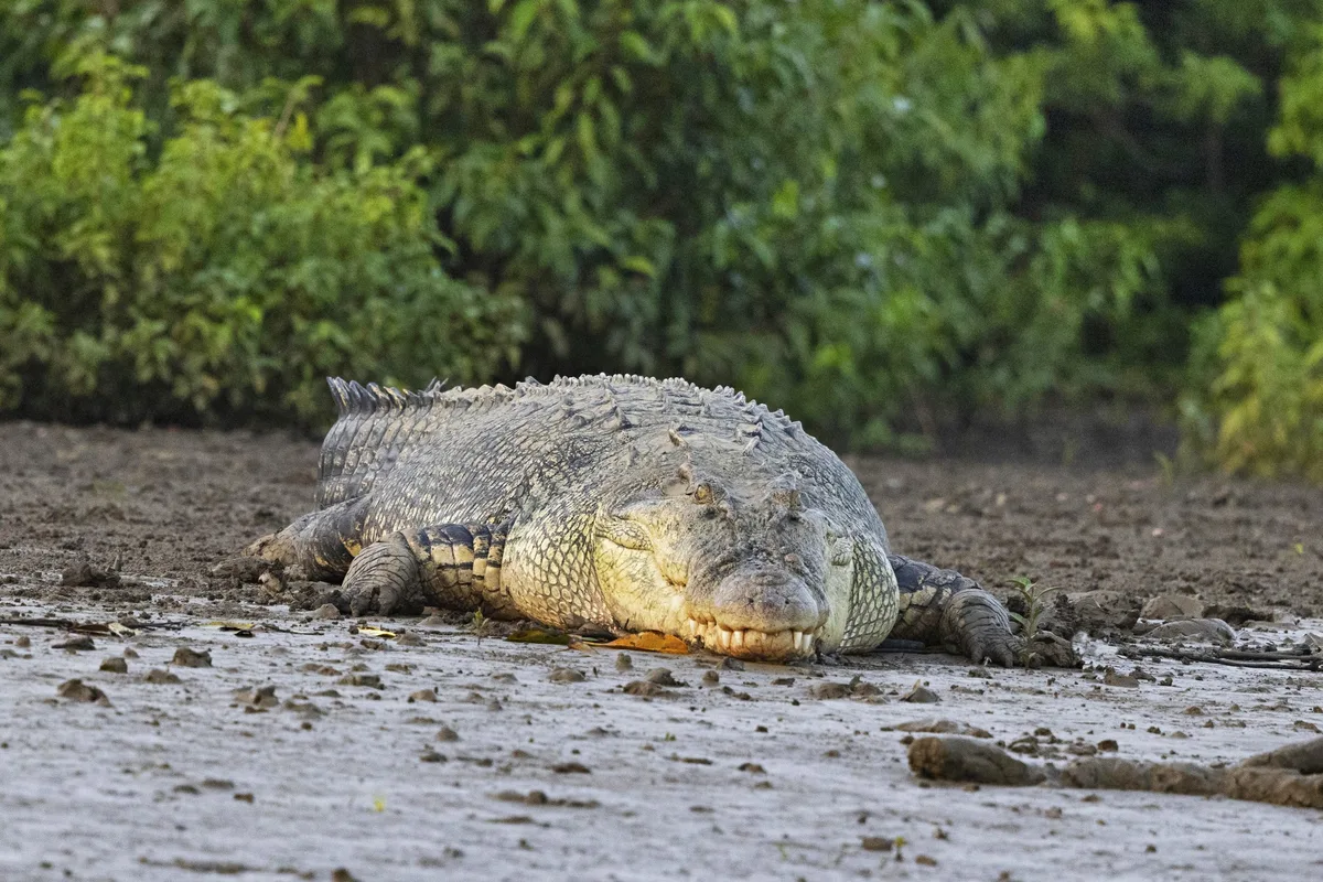 Saltwater Crocodile, Crocodylus porosus, Bhitarkanika, Odisha, India .
