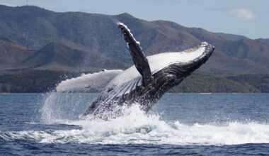Older Male Whales More Successful at Mating Because They’re Better Singers, Shows Study