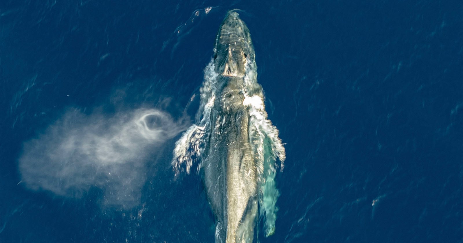 Photographer Flies Drone Over Humpback Whale, Realizes It’s in Grave Peril