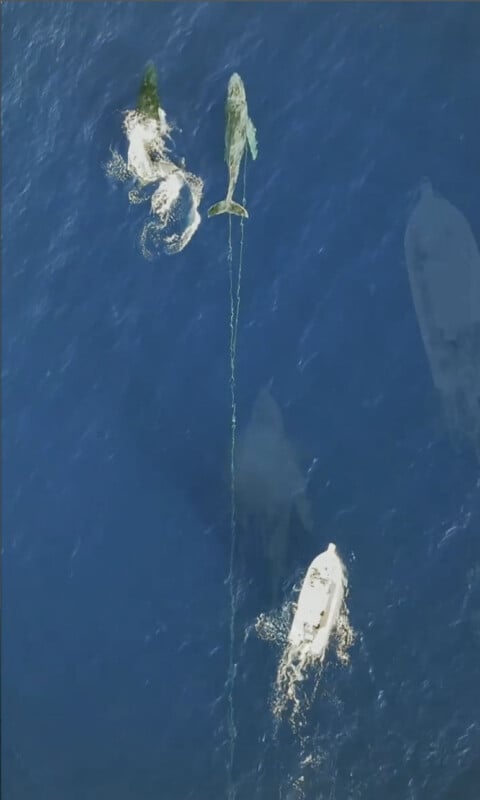 Aerial view of a small boat towing a large whale entangled in rope, with two other whales swimming nearby in deep blue ocean water.