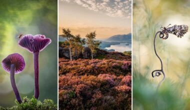 A collage of three nature photos: purple mushrooms with a bee, a scenic landscape of trees and hills at sunset, and a close-up of an insect perched on a curved stem against a soft, green background.
