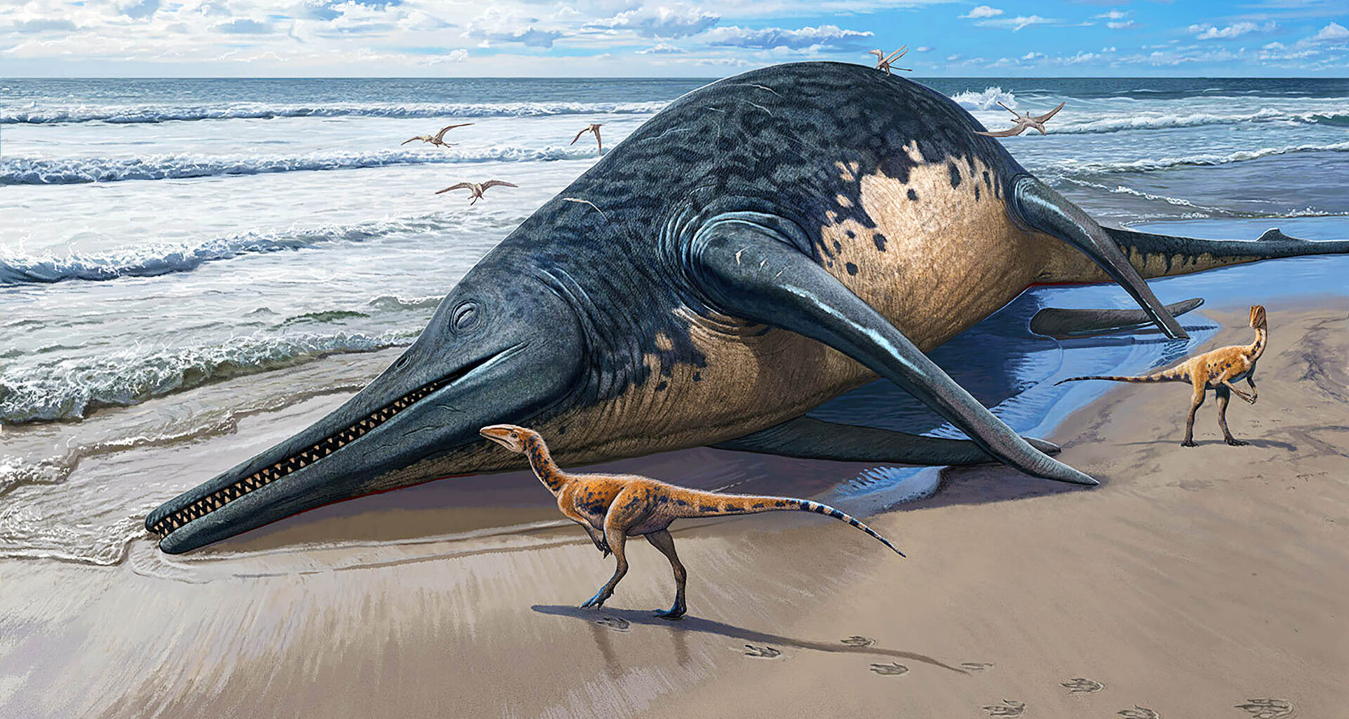 Photograph of the nearly complete giant jawbone, along with a comparison with the 2018 bone (middle and bottom) found by Paul de la Salle. Credit: Dr. Dean Lomax
