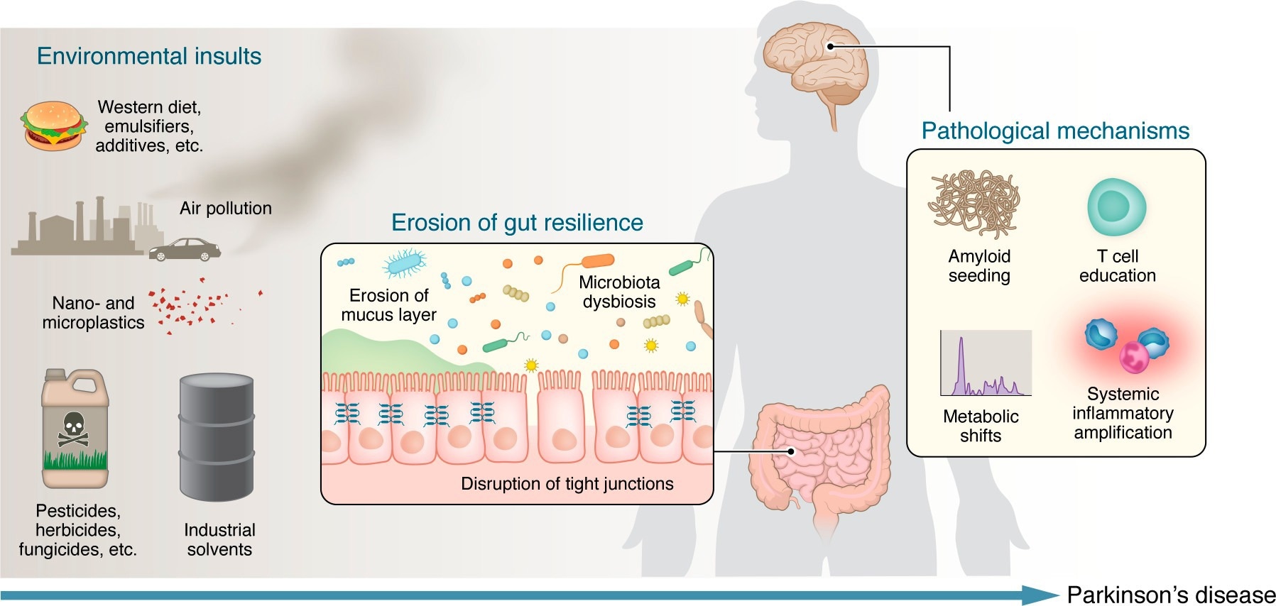 Environmental insults reduce gut resilience and initiate convergent mechanisms that drive Parkinson’s disease. A lifetime of environmental insults (including Western diets and food additives, nano- and microplastics, pesticides and herbicides, industrial solvents, and air pollution) act on the intestinal microbiome and barrier. These exposures promote microbiota dysbiosis, disrupt tight junctions, and erode the mucus layer, collectively reducing gut resilience. Once this peripheral defense is compromised, several mechanistic pathways propagate pathology to the brain: (a) amyloid seeding by bacterial functional amyloids, (b) maladaptive T cell education and autoimmune responses, (c) microbiome-driven metabolic shifts that generate neurotoxic metabolites and reduce short-chain fatty acids, and (d) systemic inflammatory amplification. Together, these processes lower the threshold for α-syn misfolding, neuroinflammation, and neurodegeneration.