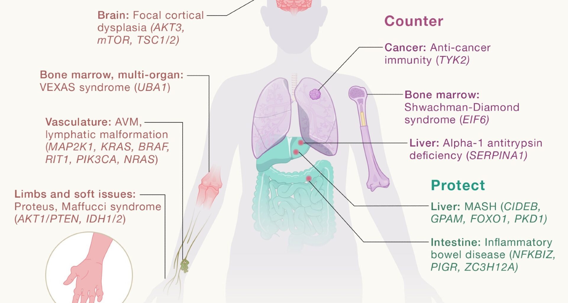 Somatic genomics uncovers the outcomes of evolutionary competitions within our tissues, which can drive disease, counter monogenic disease, or protect from common diseases