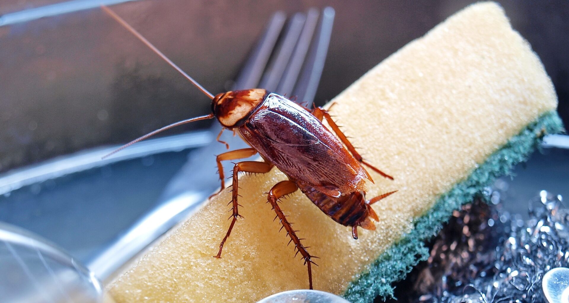 Study finds cockroach allergy often driven by shared proteins across arthropods
