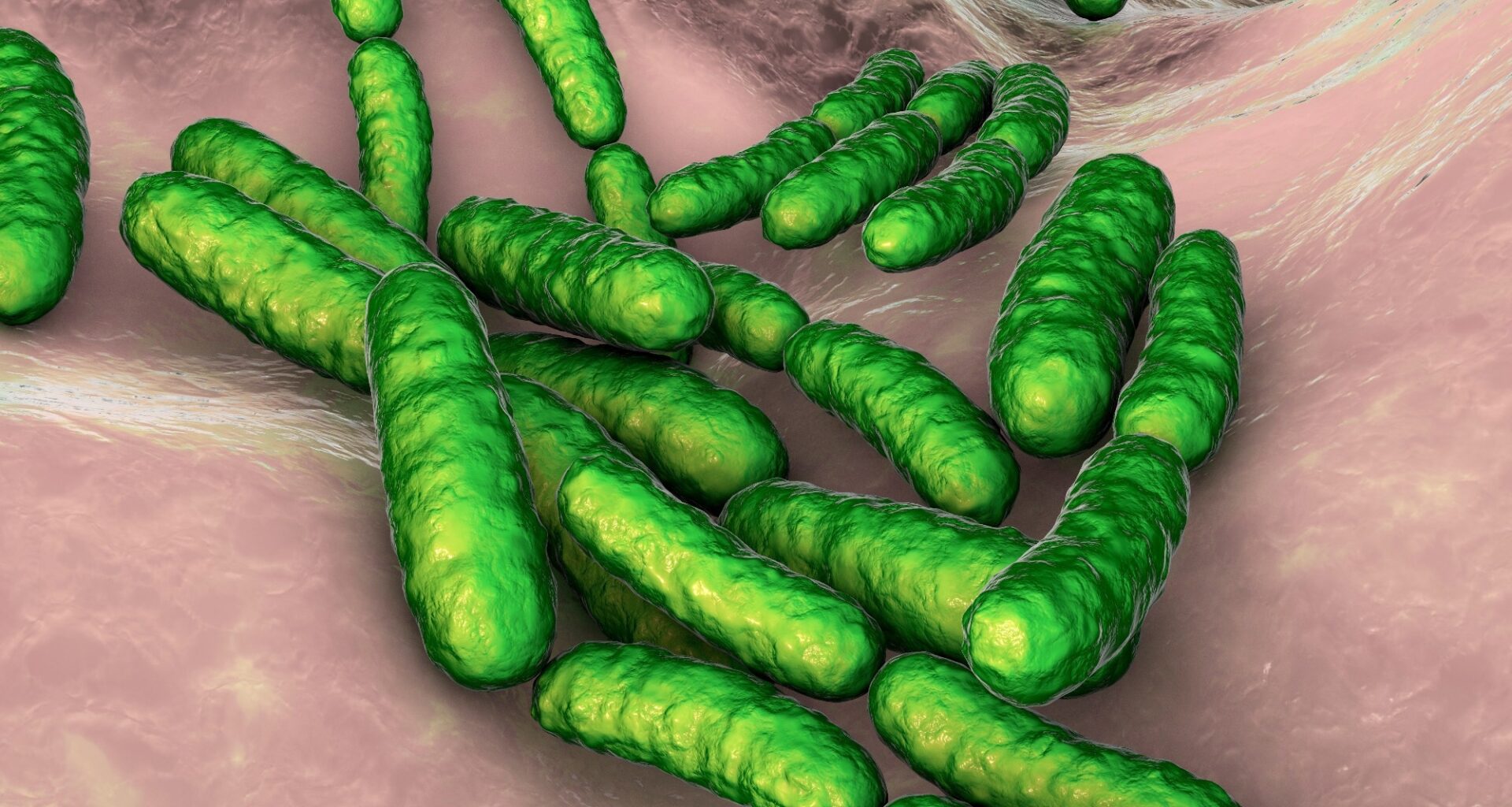 Study: The vaginal microbiome in pregnancy and preterm birth: mechanisms, disparities, and therapeutic opportunities. Image Credit: Kateryna Kon / Shutterstock