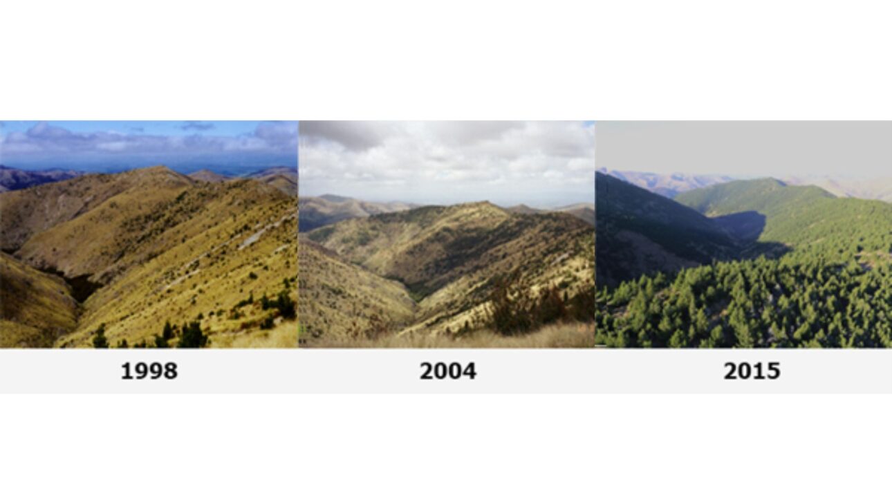 New Zealand faces an encroachment of invasive pine trees that are reducing water levels in river basins; the government is investing millions to control the wilding conifers.