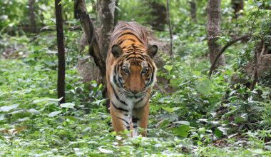 The Wild League aims to turn sports mascots into conservation champions