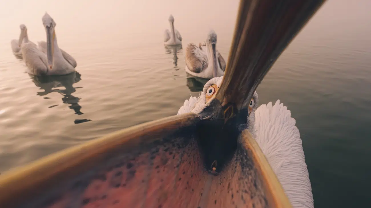 Pelican Looking at Camera