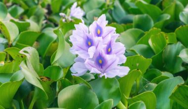 Invasive plants are moving into new regions as the climate changes