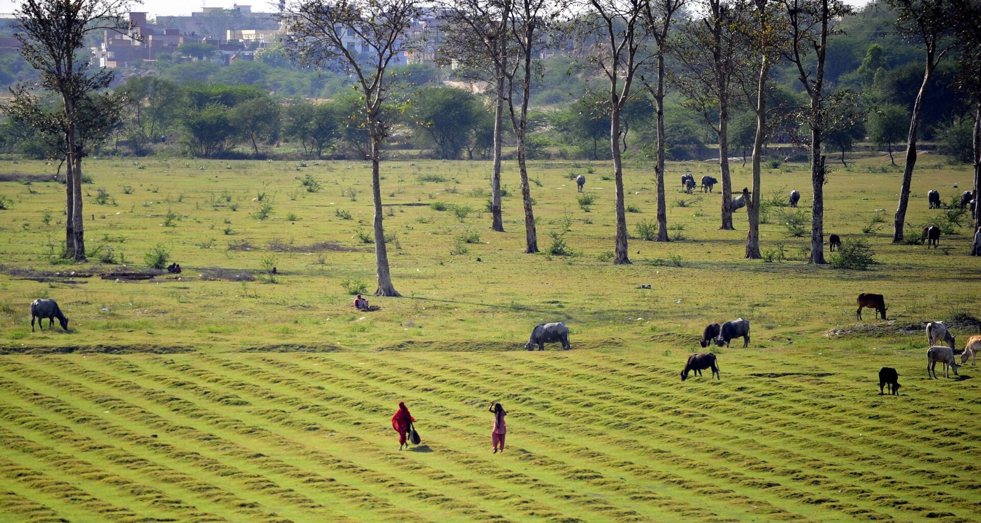 'Humans can't be considered to be separate from the environment': Award-winning scientist Meha Jain on using satellites and real world experiences to help farmers in India facing a precarious future