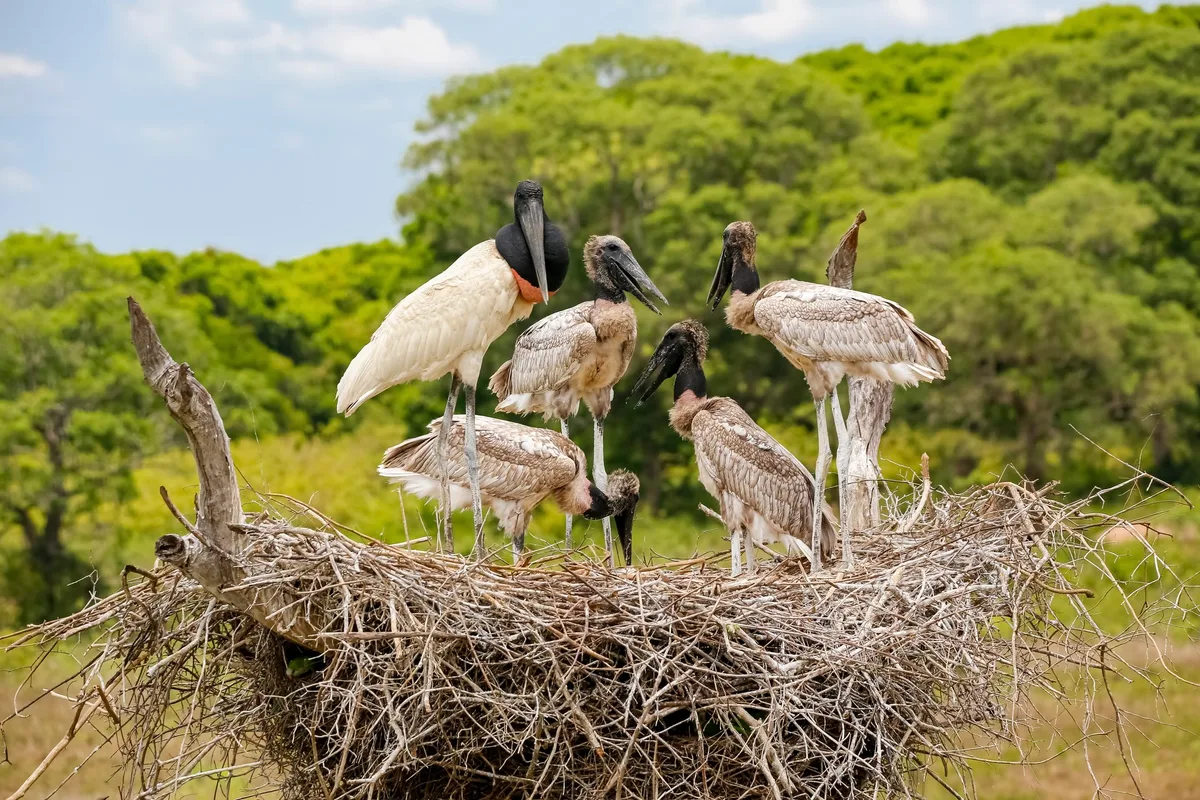 Jabiru stork