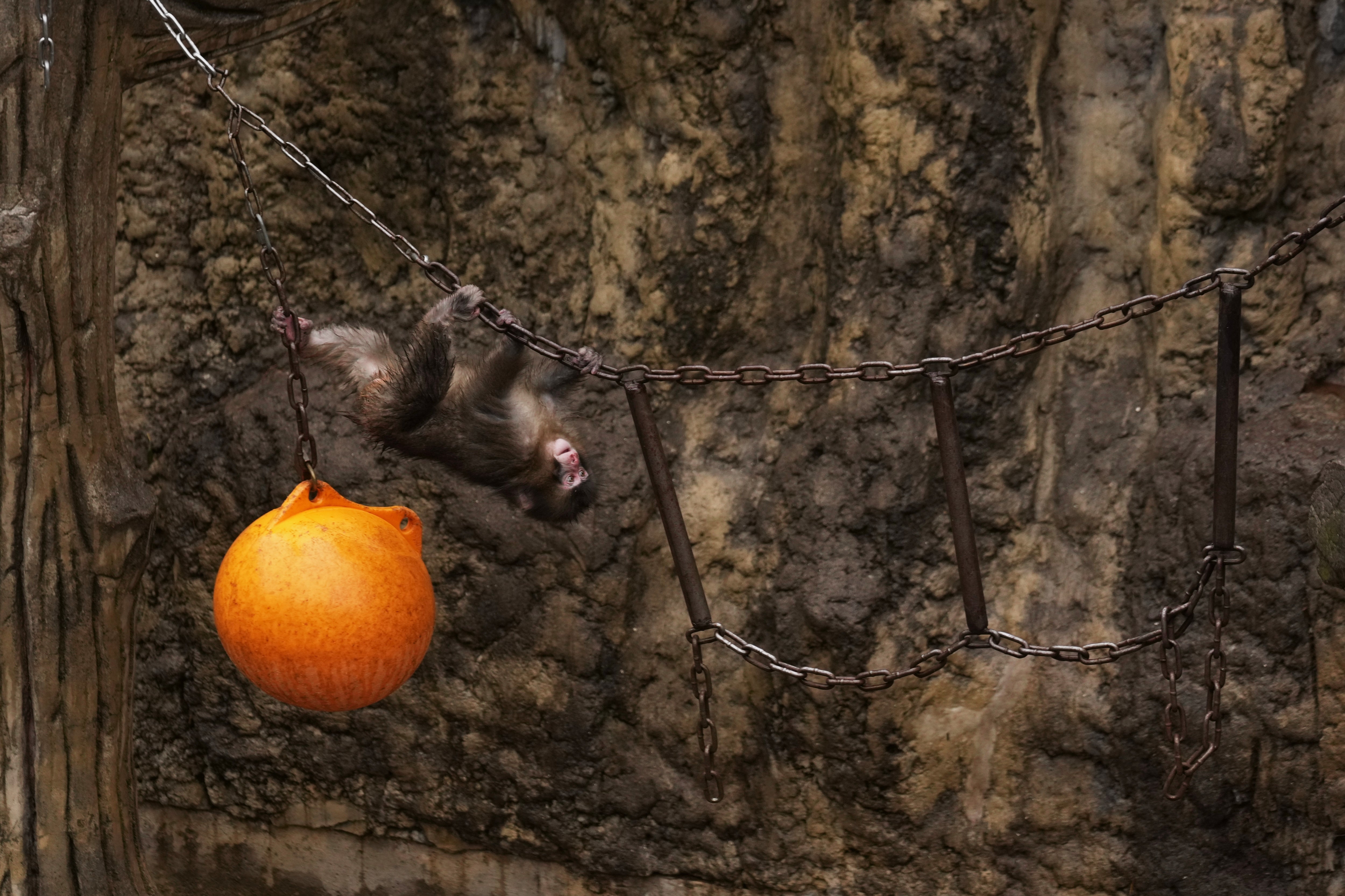 Punch plays in the monkeys' playground at the Ichikawa city zoo