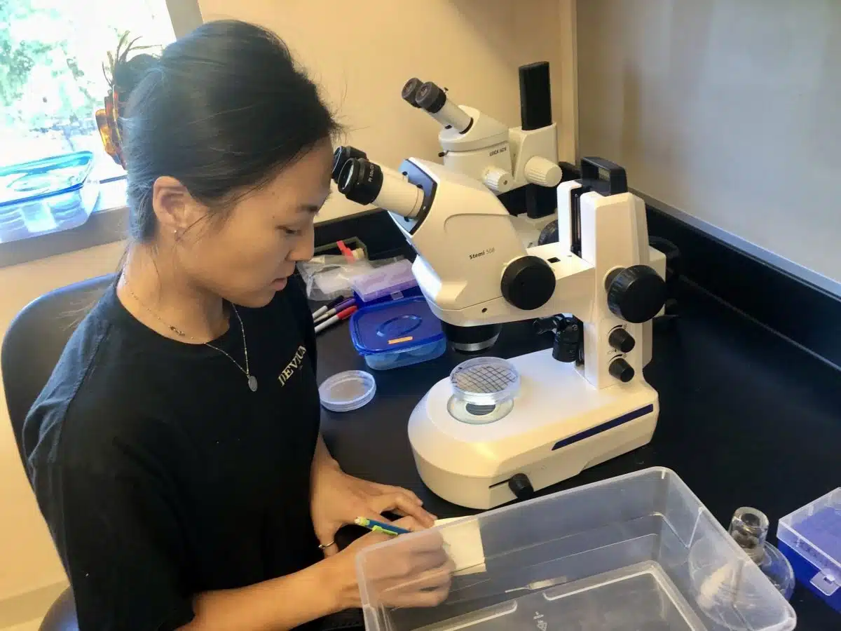 Julie Jung Examines Nematodes Recovered From Great Salt Lake