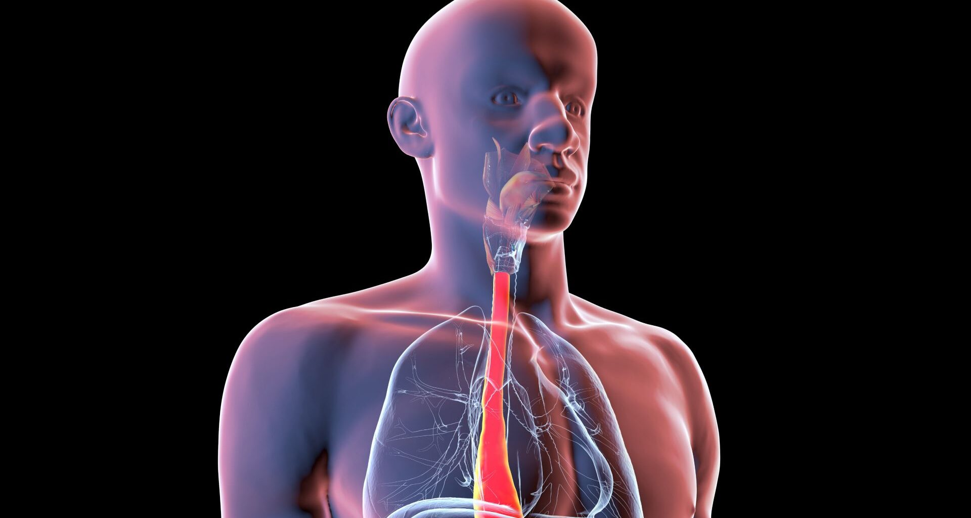 An illustration of a human body, with the outer layers transparent and the esophagus a bright red.