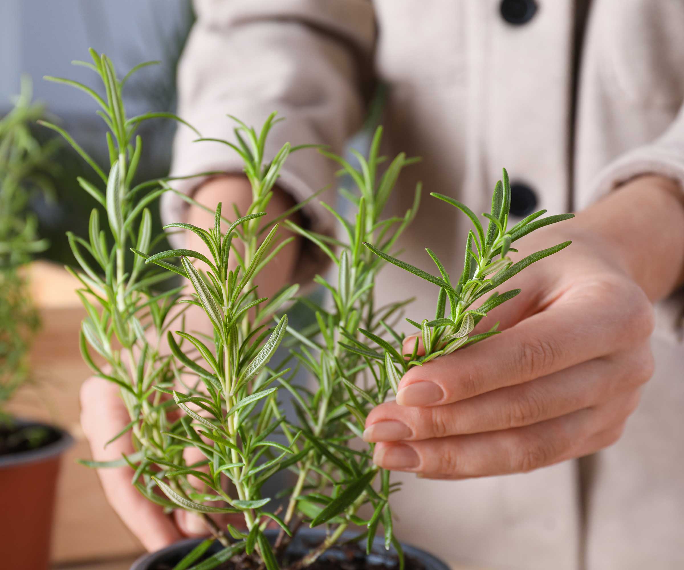 harvesting rosemary