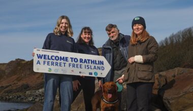 Invasive species removed from Rathlin Island to protect Northern Ireland’s largest seabird colony – The Irish News