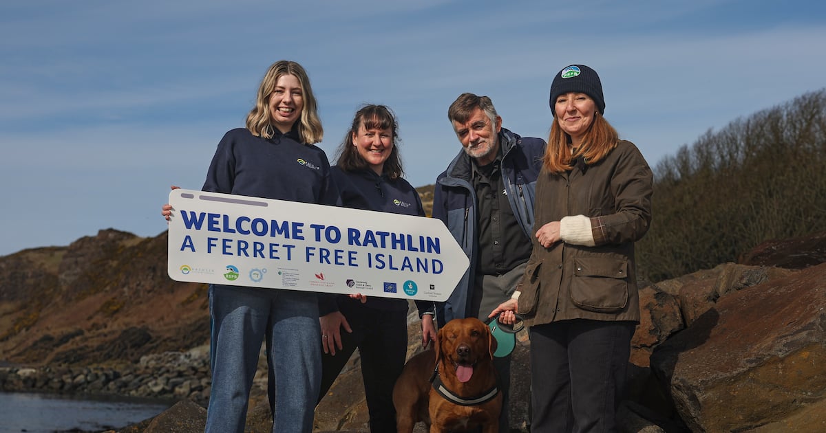 Invasive species removed from Rathlin Island to protect Northern Ireland’s largest seabird colony – The Irish News