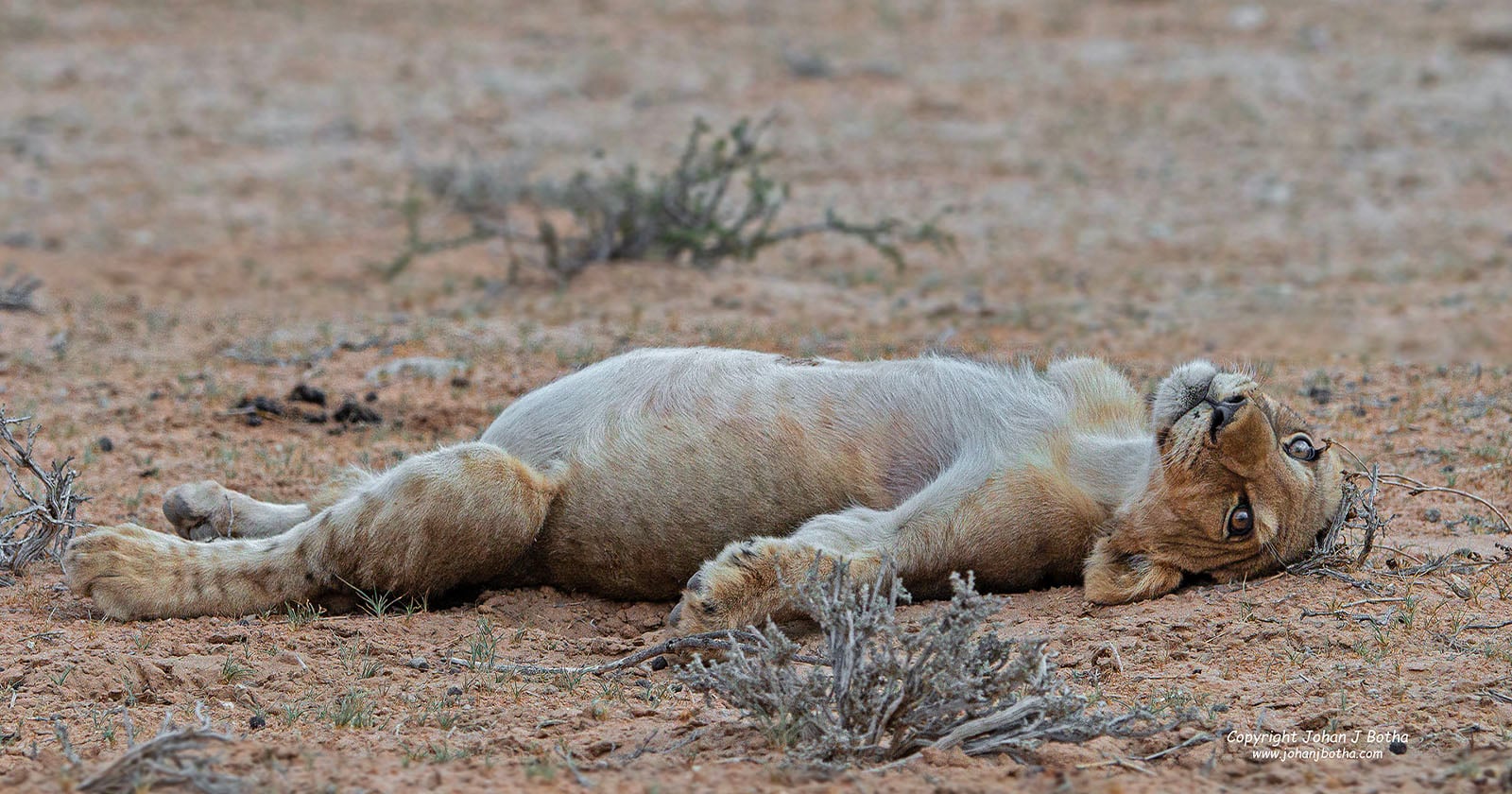 Photographer Captures Adorable Lion Cub in a Food Coma